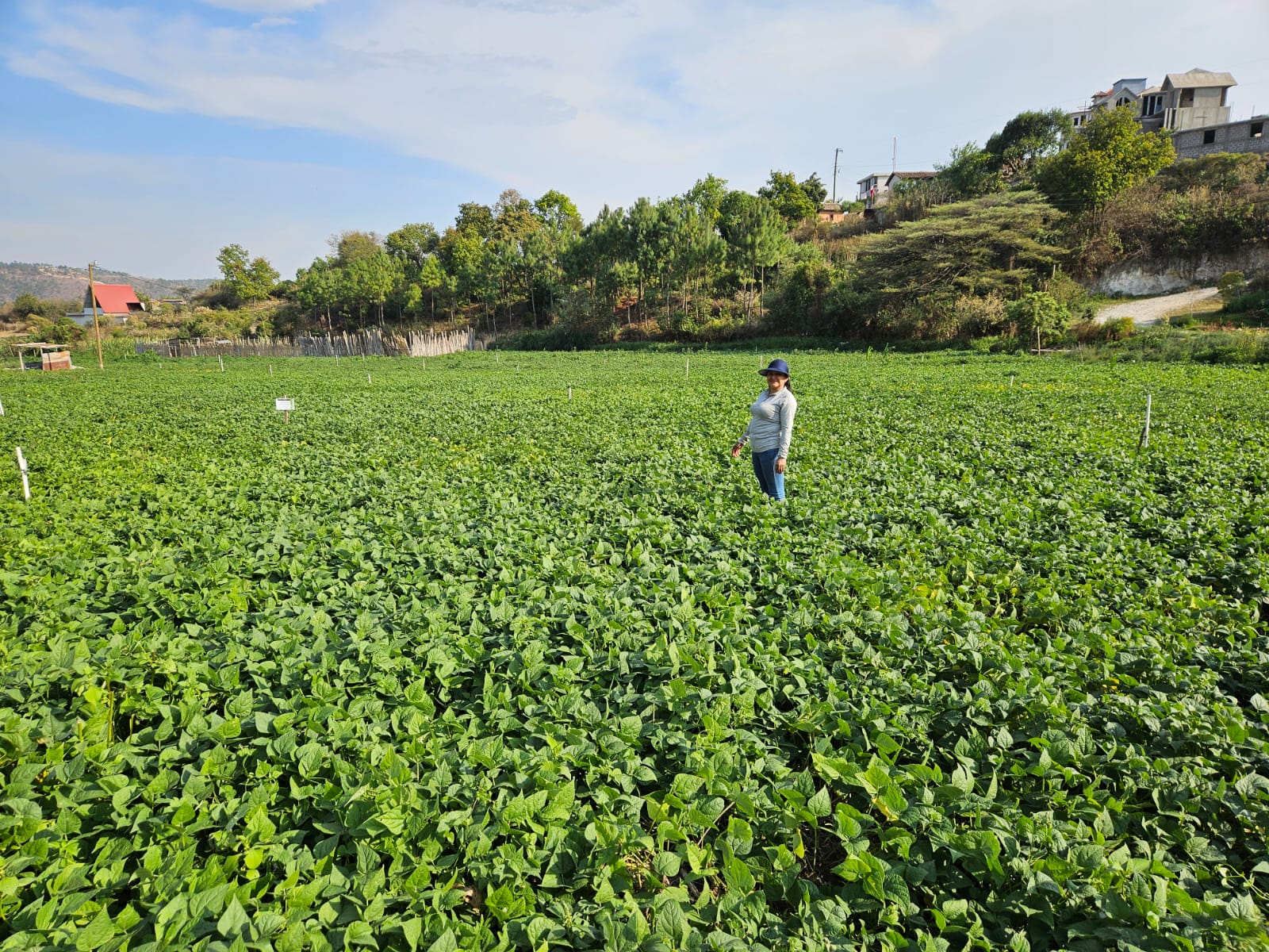 Uso sostenible de la agro-biodiversidad en comunidades indígenas y campesinas de Centroamérica: Una estrategia para la seguridad alimentaria y adaptación climática