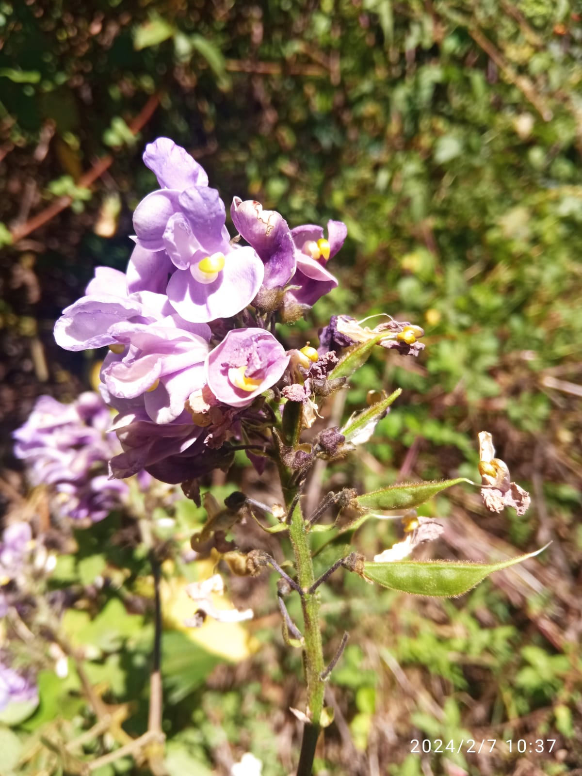 Sistemas Comunitarios de Agrobiodiversidad para mejorar los medios de vida y la Resiliencia Climática